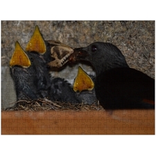 Traditional Jigsaw Puzzles