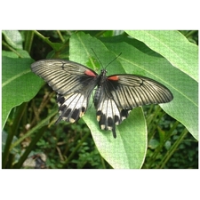 Traditional Jigsaw Puzzles