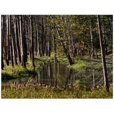 Traditional Jigsaw Puzzles