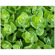 Jigsaw Puzzles 10