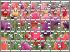 Traditional Jigsaw Puzzles