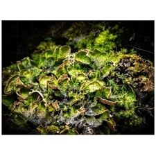 Traditional Jigsaw Puzzles