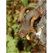 Traditional Jigsaw Puzzles