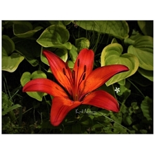 Traditional Jigsaw Puzzles