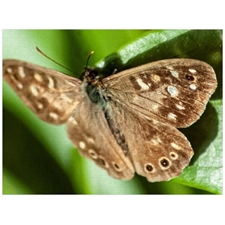 Traditional Jigsaw Puzzles