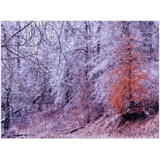 Traditional Jigsaw Puzzles