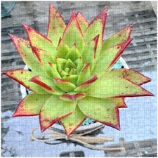 Traditional Jigsaw Puzzles