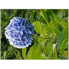 Traditional Jigsaw Puzzles