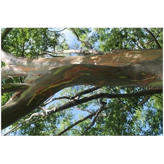 Rainbow Eucalyptus Tree Jigsaw Puzzle Rainbow Eucalyptus Tree Jigsaw Puzzle
